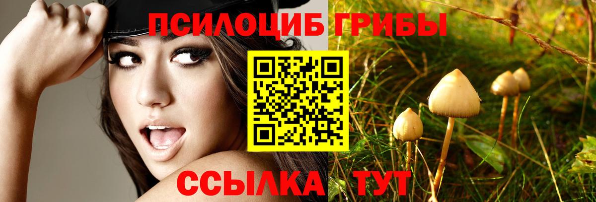 Галлюциногенные грибы GOLDEN TEACHER  дарнет шоп  Новоалександровск  Вход с VPN 